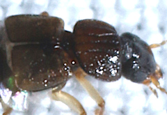 Anotylus insignitus