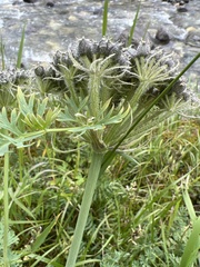 Phlojodicarpus villosus
