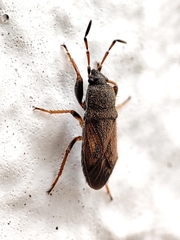 Megalonotus sabulicola