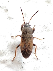 Megalonotus sabulicola