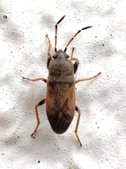 Megalonotus sabulicola