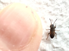Megalonotus sabulicola