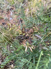 Astragalus versicolor