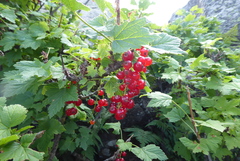 Ribes petraeum