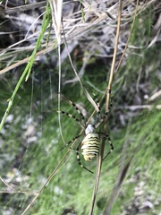 Argiope bruennichi