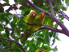 Eupsittula canicularis
