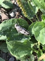 Oedipoda caerulescens