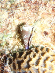 Conus rattus