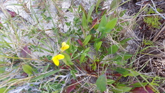 Rhynchosia leucoscias