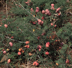 Prosopis farcta