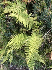 Oreopteris limbosperma