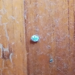 Coccinellinae