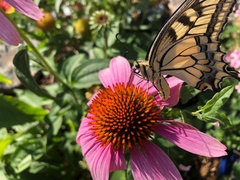 Papilio machaon