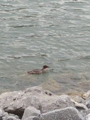 Mergus merganser