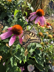 Papilio machaon