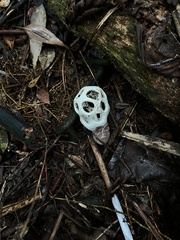 Clathrus roseovolvatus