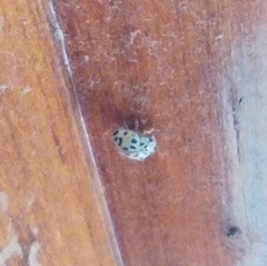 Coccinellinae