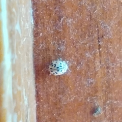 Coccinellinae