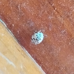 Coccinellinae