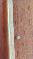 Coccinellinae