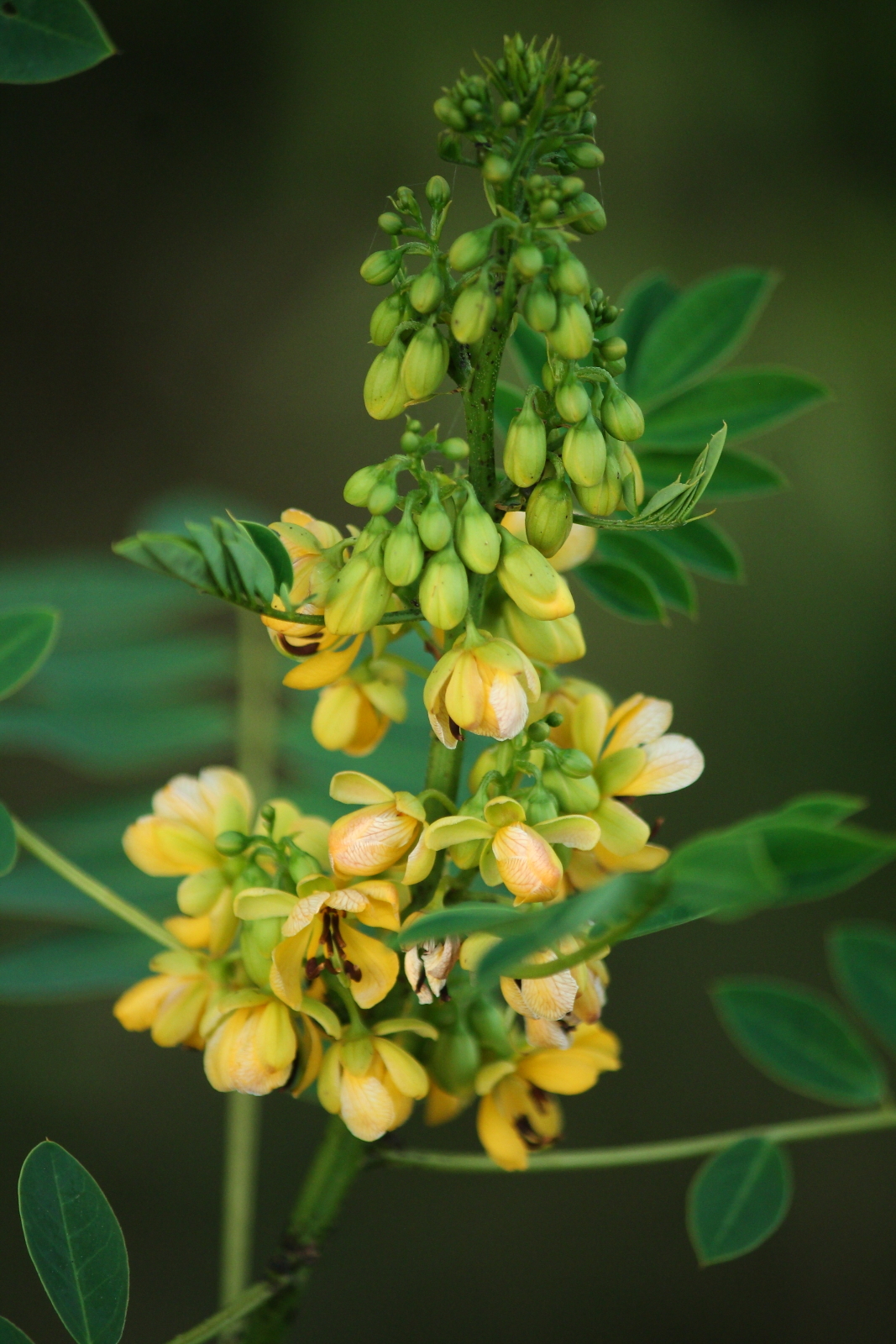 Senna marilandica