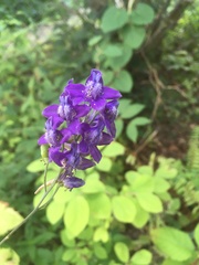 Delphinium exaltatum