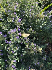 Pieris rapae
