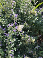 Pieris rapae