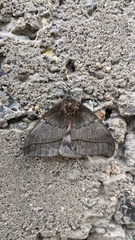Lepidoptera