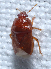 Amnestus pusillus