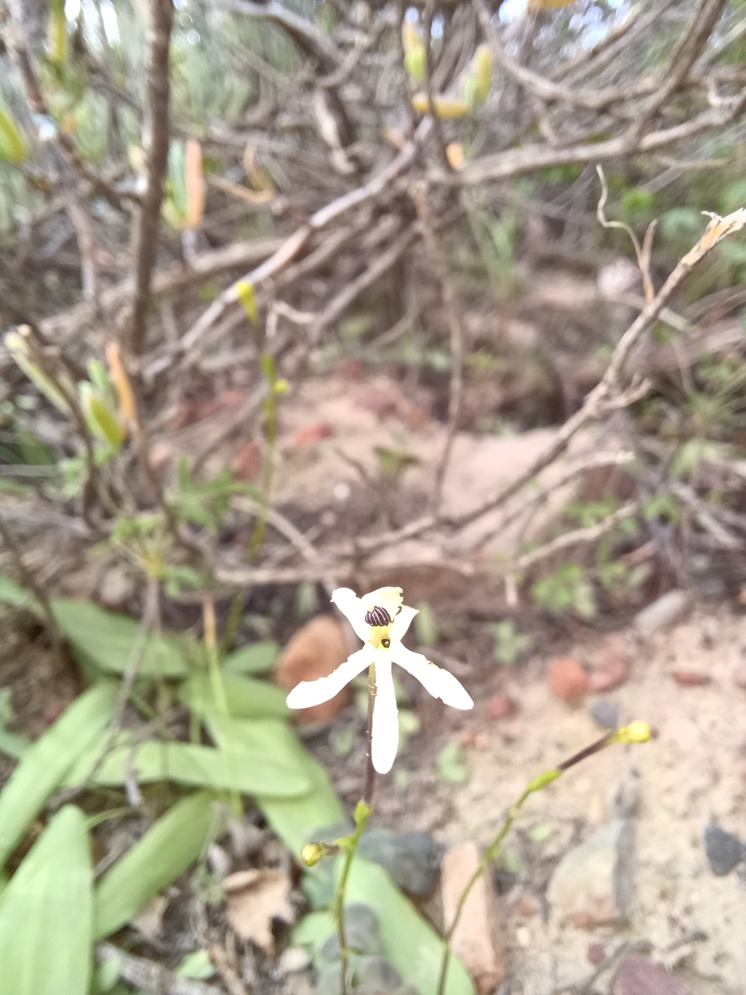 Xenoscapa fistulosa (Spreng. ex Klatt) Goldblatt & J.C.Manning