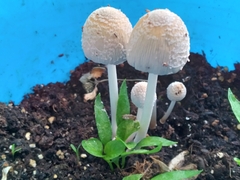 Coprinellus