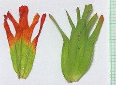 Castilleja hispida hispida