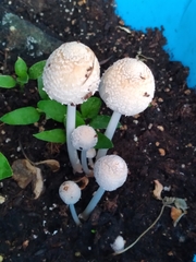 Coprinellus