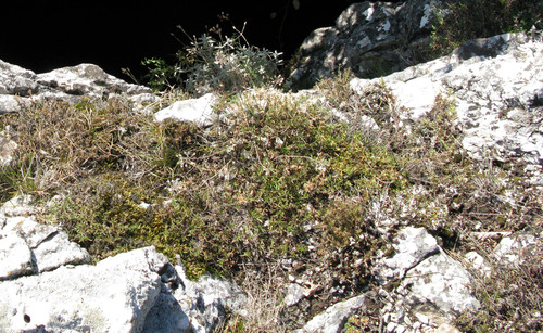 Cerastium biebersteinii, photograph 6