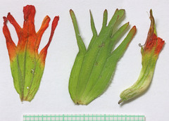 Castilleja hispida hispida