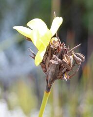 Bobartia orientalis