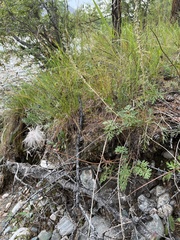 Pulsatilla ambigua
