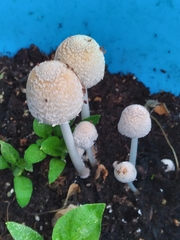 Coprinellus