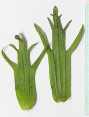 Castilleja hispida hispida