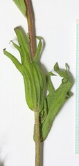 Castilleja hispida hispida