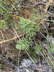 Pulsatilla ambigua