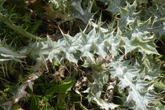 Carduus carlinoides