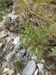 Astragalus versicolor