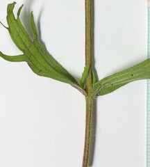 Castilleja hispida hispida