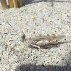 Sphingonotus candidus