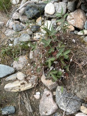 Potentilla crebridens