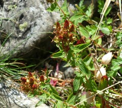 Hypericum maculatum maculatum