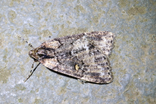 Lacaria picuncharia