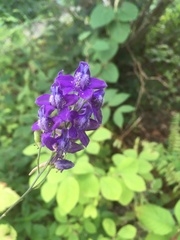 Delphinium exaltatum